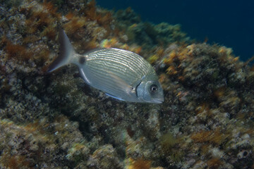 Obraz premium White seabream or Sargo (diplodus sargus sargus) in Mediterranean Sea