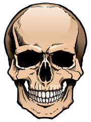 Colored human skull. Transparent background.