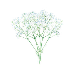 Gypsophyla. Twigs with small white flowers. Baby's-breath. Watercolor illustration Isolated on white background. Hand drawn botanical illustration. Perfect for greeting cards, wedding invitations and