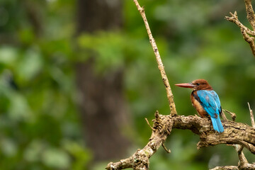 white-throated kingfisher (Halcyon smyrnensis)