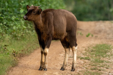 close up shot of Gaur (Bos gaurus) also known as the Indian bison