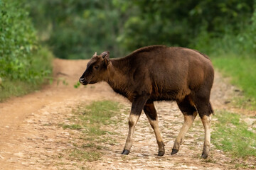 close up shot of Gaur (Bos gaurus) also known as the Indian bison