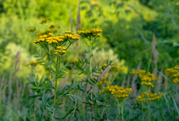 Yellow flowers of common tansy (Tanacetum vulgare, Golden Buttons, Bitter Buttons).