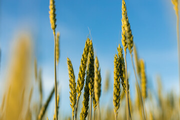 Fototapeta premium Ears of young wheat in the field. The concept of food crisis and disruption of supply and supply chains. World Hunger Issues