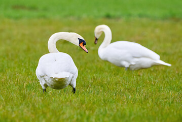 Mute swans couple eating grass on a field (Cygnus olor)