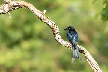 black drongo (Dicrurus macrocercus)