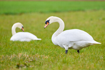 Mute swans couple eating grass on a field (Cygnus olor)