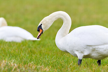 Mute swans couple eating grass on a field (Cygnus olor)