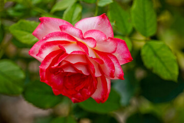 beautiful rose on a green background of leaves and grass