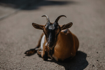 Capra selvatica