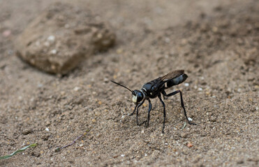 Closeup detail of sand wasp on ground in garden
