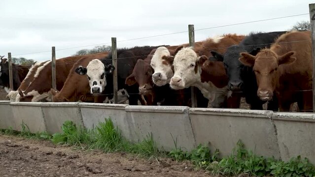 Slow motion of Cows eating balanced feed in a feedlot in a field in Argentina