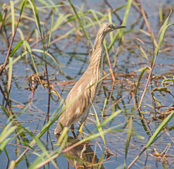 Squacco heron stood in grass reeds by river bank