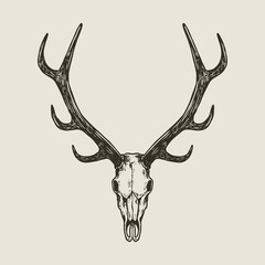 deer skull hand drawn illustration vintage