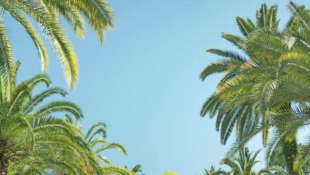 A beautiful green palm tree
