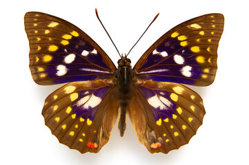 蝶の標本・日本の国蝶・オオムラサキ（オス）