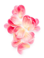 Pink petals with drops of water isolated on white background