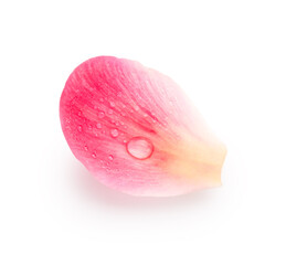 Fototapeta na wymiar Pink petal with drop of water isolated on white background