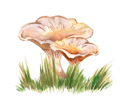 Original Clitocybe nuda. Watercolor illustration. Mushroom on green grass