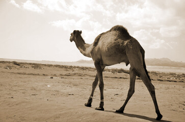 Camels on the sand, popular tourist place. Egypt, Sharm El Sheikh