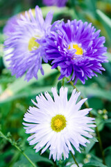 Obraz premium close up of a flower