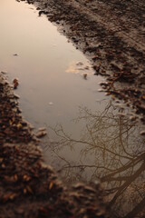 Tree Water Reflection 