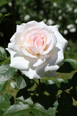 Pink roses (grade Swan Lake (Schwanensee), S. D. McGredy IV, 1968) in Moscow garden. Buds, inflorescence of flower. Summer nature. Postcard with pink rose. Roses blooming. Pink flowers, blossom, bloom