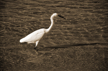 White heron in Egypt, Sharm El Sheikh