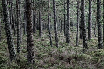 Pine tree trunks in the ancient Caledonian highlands, in Scotland, UK