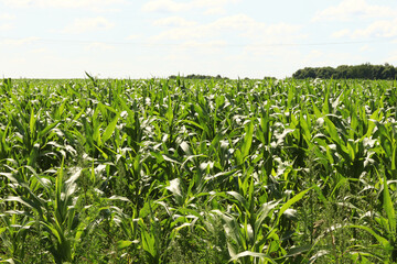 A field of young corn. Corn on the farm is grown to feed the cows. selective focus