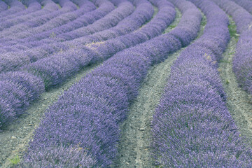 champ de lavande en fleurs dans la Drôme à Die