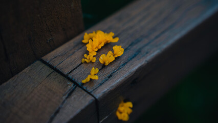yellow mushroom (노란버섯)