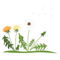 Obraz premium A clearing with beautiful dandelions on a white background. Cute summer wildflowers. Vector illustration in hand-drawn style
