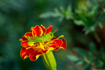 Glasspaper rests on the margaret flower.