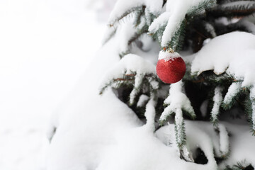 Red Christmas ball on a snow-covered spruce. The branches of a decorated tree are covered with snow.