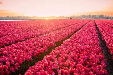 Pinkparbenes Tulpenfeld Diagonal 