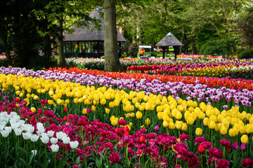 Bunte Tulpen in Reihe im Park 
