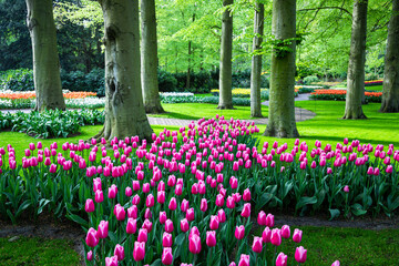 Pinkfarbenen Tulpen im Park 