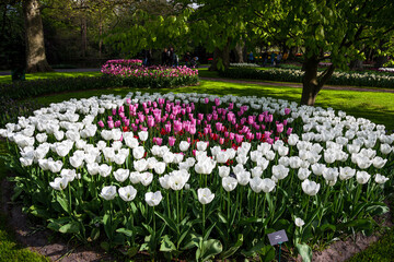 Tulpen in Kreisform im Park 