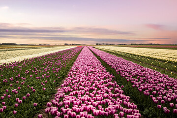 Pinkes Tulpenfeld in Holland