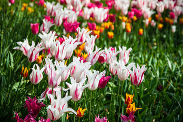 Bunte Tulpen im Park  im Detail 