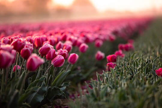 Tulpen im Feld diagonal ausschnitt 