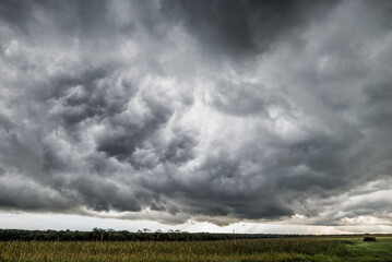 Obraz na płótnie Canvas storm clouds over the cornfield