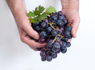 Hands holding a bunch of ripe grapes.