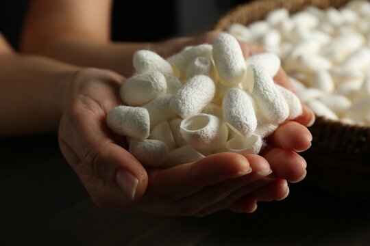 Woman holding white silk cocoons over wooden table, closeup