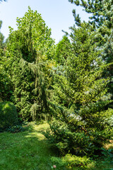 Fototapeta na wymiar Evergreen landscaped garden. Korean fir Abies koreana with bright green needles on branches against blurred green background in summer garden. Selective focus. Nature concept for design.