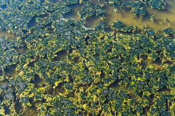 Green Dirty wastewater . Polluted sea, water covered with waste, chemical, smelly, green, environmental pollution, harmful, unhealthy, stream, lake