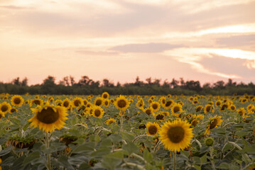 Obraz premium A field of flowering sunflowers at sunset.