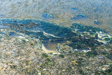 Dirty wastewater. Polluted sea, water covered with waste, chemical, smelly, green, environmental pollution, harmful, unhealthy, stream, lake
