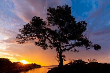 Premières lueurs de l'aube sur la Côte d'Azur, dans le sud de la France: silhouette de pin maritime, mer Méditerranée et nuages illuminés par la lumière colorée du soleil levant